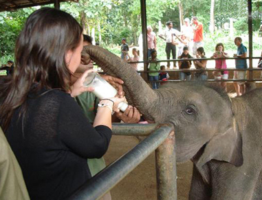 Pinnawala Elephant Orphanage